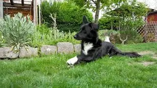 dog mating 👍🔔#dog