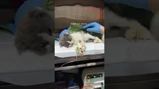 Дэнни погиб. Вся информация в закрепленном комментарии💔