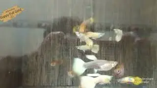 Guppys Linea Full Gold