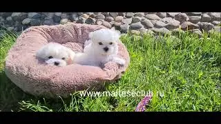 www.malteseclub.ru мальтезе кобели - Элкейтс Шоу Николя Вандефул и Ньльсон Нью -ДОСТУПНЫ