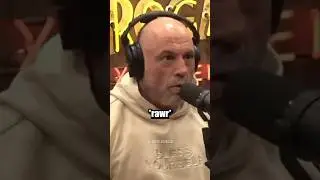 Joe Rogan "This GIANT Bear Starts Running At Us"