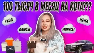 НЕ ЗАВОДИ ДОМАШНЕГО  ПИТОМЦА! Пока не посмотришь это видео. ♥