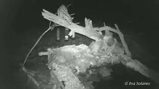 TRIFULCA DE 3 JINETAS (GETTA GENETTA)