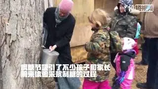 加拿大的枫糖是怎么来的