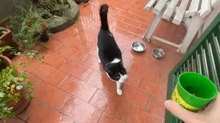Guardate il gatto felice! Finale da non perdere...