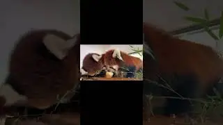 Natural selection,survival of the fittest 😋😋😋#fy #fyp #trending #cute #adorable #redpanda #love