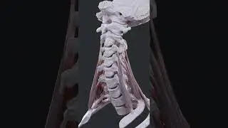 Лестничные мыщцы