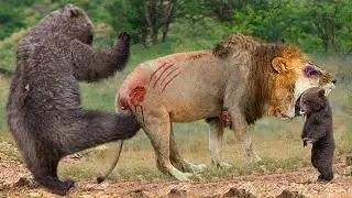Lions is King But Fail! Grizzly Bear Take Down Lions To Rescue Baby Bear - Lion vs Hippo, Python