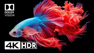 Dolby Vision Demo 4K HDR 120 FPS