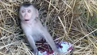 Cute tiny baby monkey training 