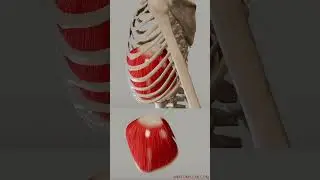 Movements Of the diaphragm  Diaphram and Ribcage