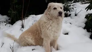 Dog loves snow
