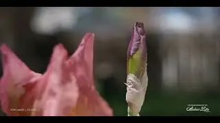 240508 Flower in slo mo 2