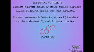 07 Insect Nutrition