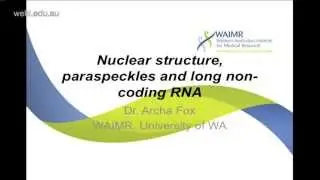 Fox A (2013): Nuclear structure, paraspeckles and long non-coding RNA