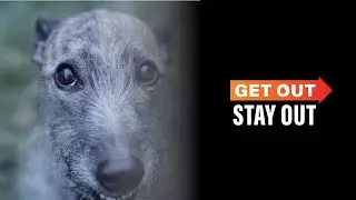 Get Out Stay Out: Don't Leave Your Dog Without An Owner
