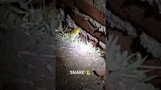 Indian Snake 🐍 #viral #viralvideo #viralshort #shortsvideo #shortvideo