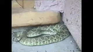 Mohave Green Snake