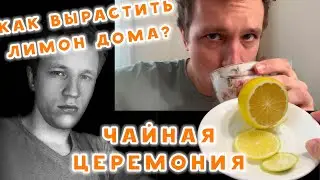 МУКБАНГ. ПЬЮ ЧАЙ С ЛИМОНОМ. КАК Я ВЫРАСТИЛ ЛИМОН У СЕБЯ ДОМА