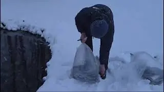 Запуск радужной форели в пруд/ видео от клиента