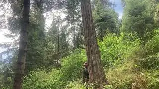 Timber Felling in the Sierras. #logging #chainsaw #stihl