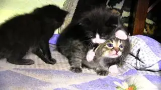 маленькие милые котята растут играют кушают спят  1
