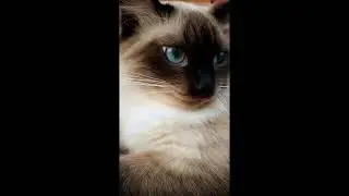 звёзды в ванной || Алёна Швец || котики || #коты #котики #аленашвец #котята #смешныекоты