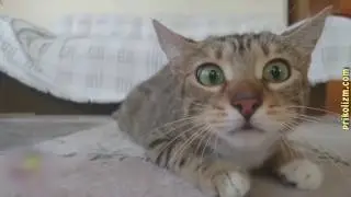 СМЕШНЫЕ КОТЫ часть 8 / ПРИКОЛЫ С КОТАМИ / FUNNY CATS