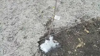 Новые саженцы