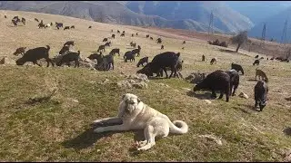 KÖYDE KIL KEÇİSİ YETİŞTİRİCİLİĞİ - ÇOBANCILIĞIN BİR GÜNÜ