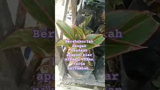 Bersyukur dengan nikmat yg ada..aglonemanya mulai hidup lagi #organic #anekabunga #aglonema