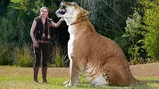 Weird Animal Hybrids