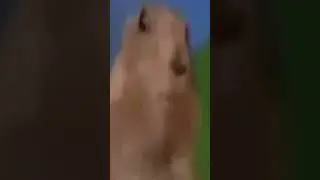 Pequeñas Mazacuatas estoy de regreso