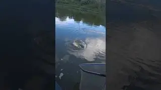 "Сомик на Дону" #рыбалка #fishing