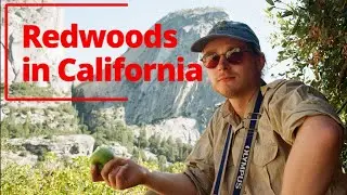 Giant Redwoods Thriving in the UK - The worlds biggest trees!