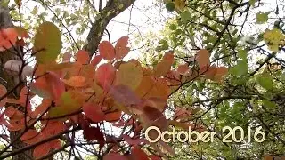 ОКТЯБРЬ 2016. OCTOBER 2016. Осень. Природа. Лес.