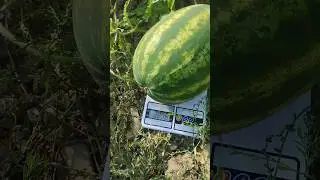 Вирощую кавуни в балагані
