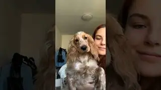 УКЛАДКА В СТИЛЕ 🐶🧡 
