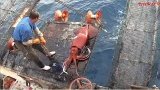 Watch fishermen catch tons of giant squid at sea - Giant squid processing process at the factory