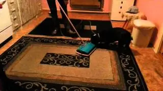 Crazy french bulldog attacking the broom