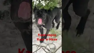 Шикарные Ккане корсо Кинг и Неля, утренний моцион.