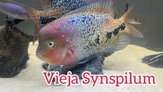 Meet The Vieja Synspilum | Species Profile