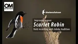 Improving a poor Scarlet Robin field recording