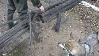ловушка на глухаря