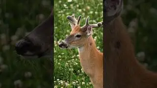 Growing season is upon us! #subscribe #hunt #summer #deer #velvet #antlers #deerhunting