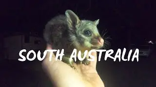 Backpacker Life - South Australia 2019