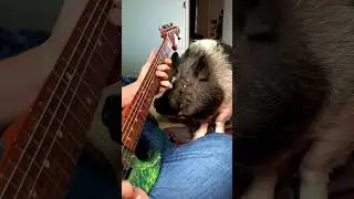 96 Quite Bitter Pig 