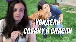 Спасли собаку от людей жестоких ( #глухих #deaf #ржя )