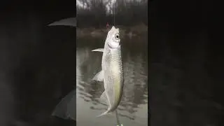 Уклейка серебро реки.