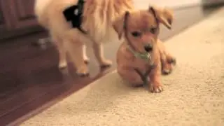 america's next top dog model teaser